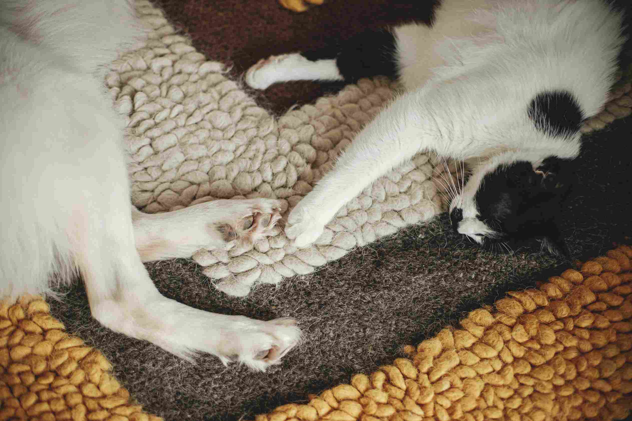 Pas i mačka odmaraju na debelom tepihu sa teksturom u više boja
